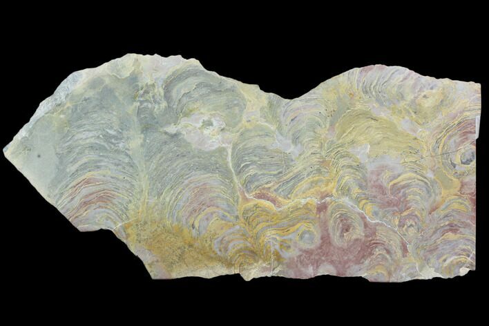 Polished Stromatolite From Russia - Million Years #102034
